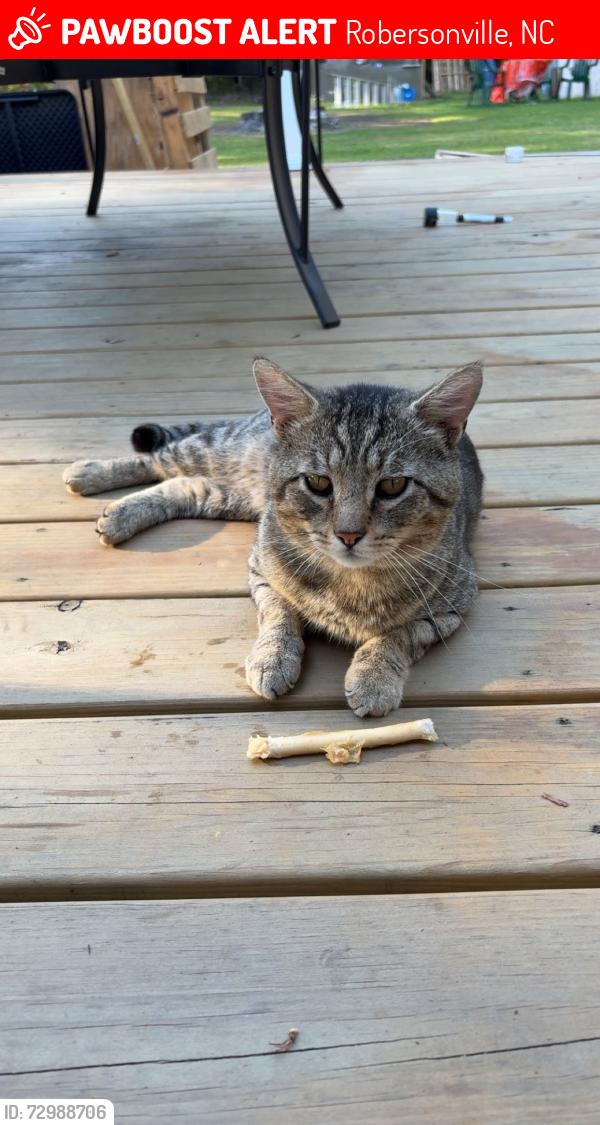 Lost Male Cat last seen Robersonville, williamston, greenville, Robersonville, NC 27871