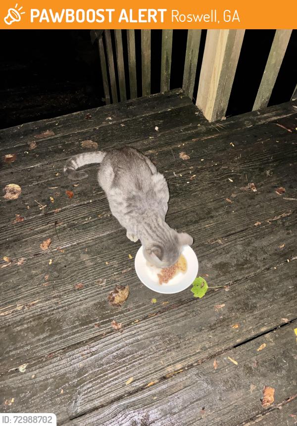 Found/Stray Male Cat last seen Pine grove and Shallowford , Roswell, GA 30075