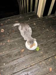 Found/Stray Male Cat last seen Pine grove and Shallowford , Roswell, GA 30075