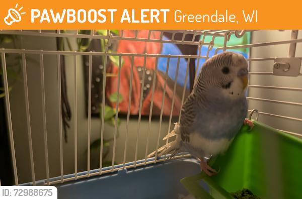 Found/Stray Male Bird last seen Highland View Elementary, Greendale, WI 53129