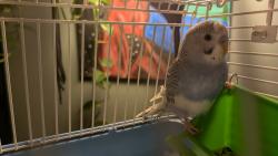 Found/Stray Male Bird last seen Highland View Elementary, Greendale, WI 53129