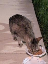 Found/Stray Unknown Cat last seen Binz-engleman, San Antonio, TX 78244