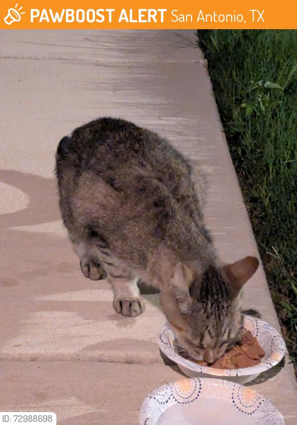 Found/Stray Unknown Cat last seen Binz-engleman, San Antonio, TX 78244