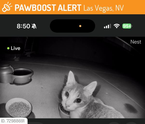 Found/Stray Unknown Cat last seen W Azure and N Rio Vista (Near Bob Taylor’s Ranch hse), Las Vegas, NV 89130
