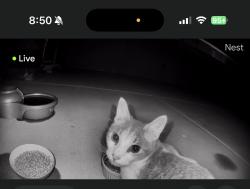 Found/Stray Unknown Cat last seen W Azure and N Rio Vista (Near Bob Taylor’s Ranch hse), Las Vegas, NV 89130