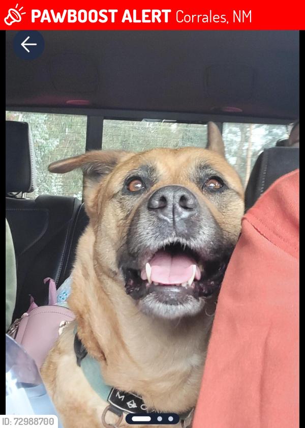 Lost Female Dog last seen Ellison and Cabezon, Corrales, NM 87048