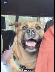 Lost Female Dog last seen Ellison and Cabezon, Corrales, NM 87048