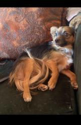 Lost Male Dog last seen Ball rd & walnut ave, Anaheim, CA 92802