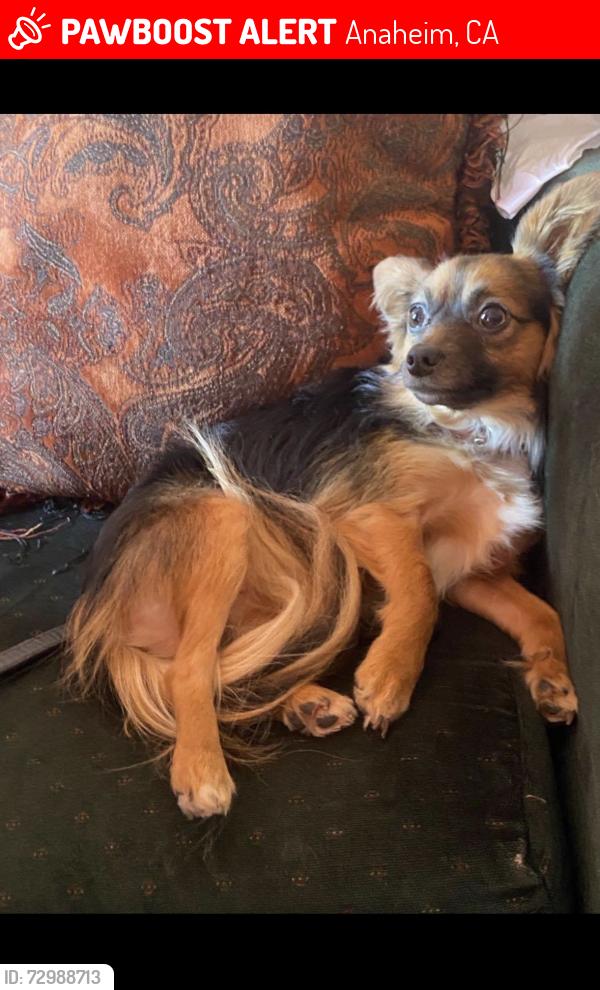 Lost Male Dog last seen Ball rd & walnut ave, Anaheim, CA 92802