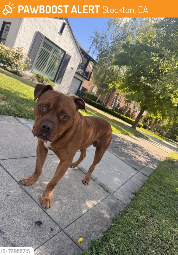 Found/Stray Male Dog last seen West harding way, Stockton, CA 95203