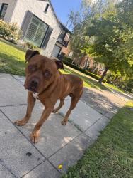 Found/Stray Male Dog last seen West harding way, Stockton, CA 95203