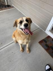 Reunited Unknown Dog last seen Rocky River Rd W , Charlotte, NC 28215