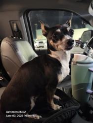 Shelter Stray Female Dog last seen Near FLAIR, 4710 TX-151, San Antonio, TX 78227, USA