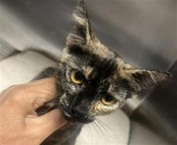 Shelter Stray Female Cat last seen , 11361 W Pico Blvd, Los Angeles, CA 90064, USA