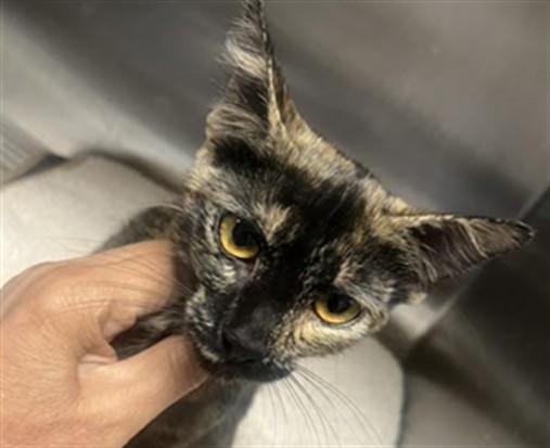 Shelter Stray Female Cat last seen , 11361 W Pico Blvd, Los Angeles, CA 90064, USA