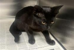 Shelter Stray Female Cat last seen , 11361 W Pico Blvd, Los Angeles, CA 90064, USA
