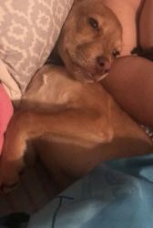 Reunited Male Dog last seen Stonesfield place , Spring, TX 77389