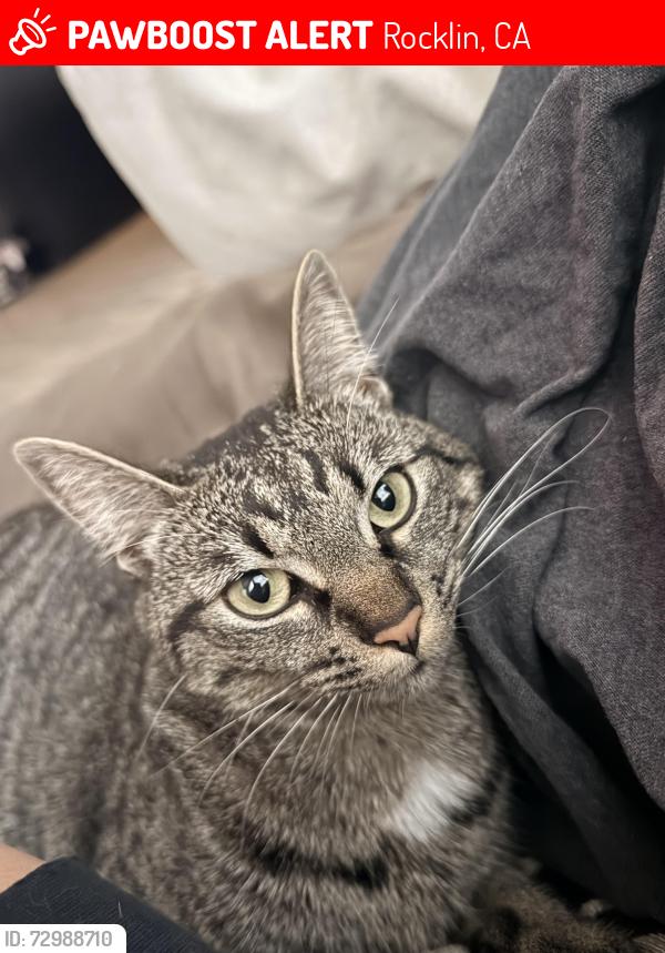 Lost Female Cat last seen Bridlewood Dr/ Peony Ln in Rocklin 95765, Rocklin, CA 95765