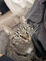 Lost Female Cat last seen Bridlewood Dr/ Peony Ln in Rocklin 95765, Rocklin, CA 95765
