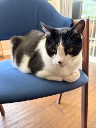 Lost Male Cat last seen Rios and Cedar Tree Way, Poway, CA 92064