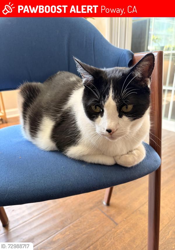 Lost Male Cat last seen Rios and Cedar Tree Way, Poway, CA 92064