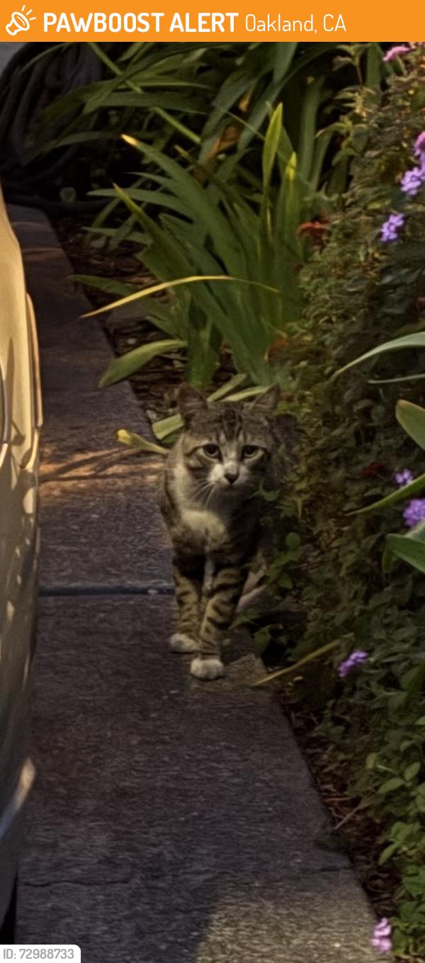 Found/Stray Unknown Cat last seen 43rd st and Webster , Oakland, CA 94609