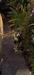 Found/Stray Unknown Cat last seen 43rd st and Webster , Oakland, CA 94609