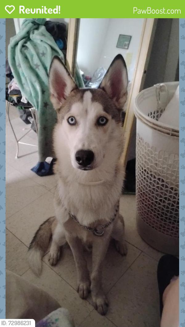 Reunited Male Dog last seen W university blvd Odessa tx , Odessa, TX 79761