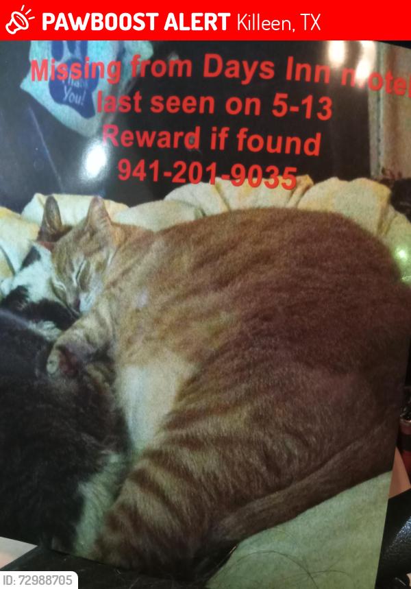 Lost Male Cat last seen STOLEN - CONFIRMED, Harker Heights, TX 76548
