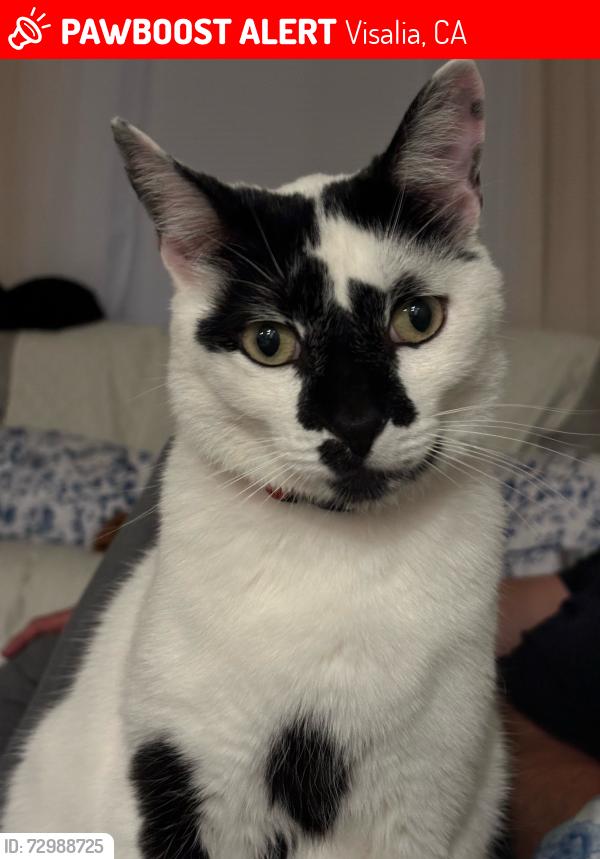 Lost Male Cat last seen Shannon Parkway/Mooney Blvd, Visalia, CA 93291