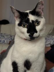 Lost Male Cat last seen Shannon Parkway/Mooney Blvd, Visalia, CA 93291