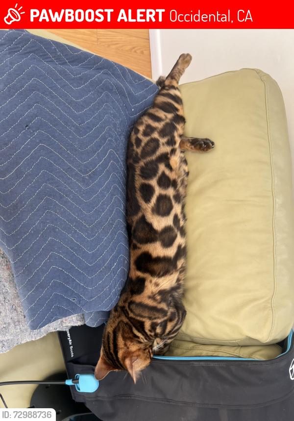 Lost Male Cat last seen Joy road, Occidental, CA 95465