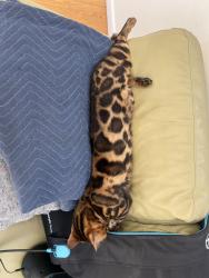 Lost Male Cat last seen Joy road, Occidental, CA 95465