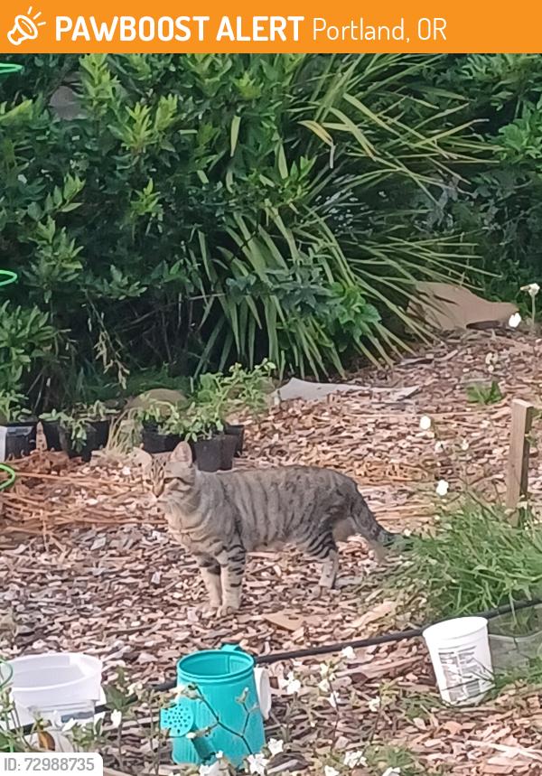 Found/Stray Unknown Cat last seen SE Portland- Ellis and 104th, Portland, OR 97266