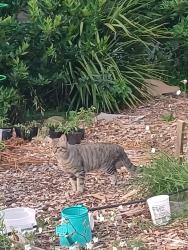 Found/Stray Unknown Cat last seen SE Portland- Ellis and 104th, Portland, OR 97266