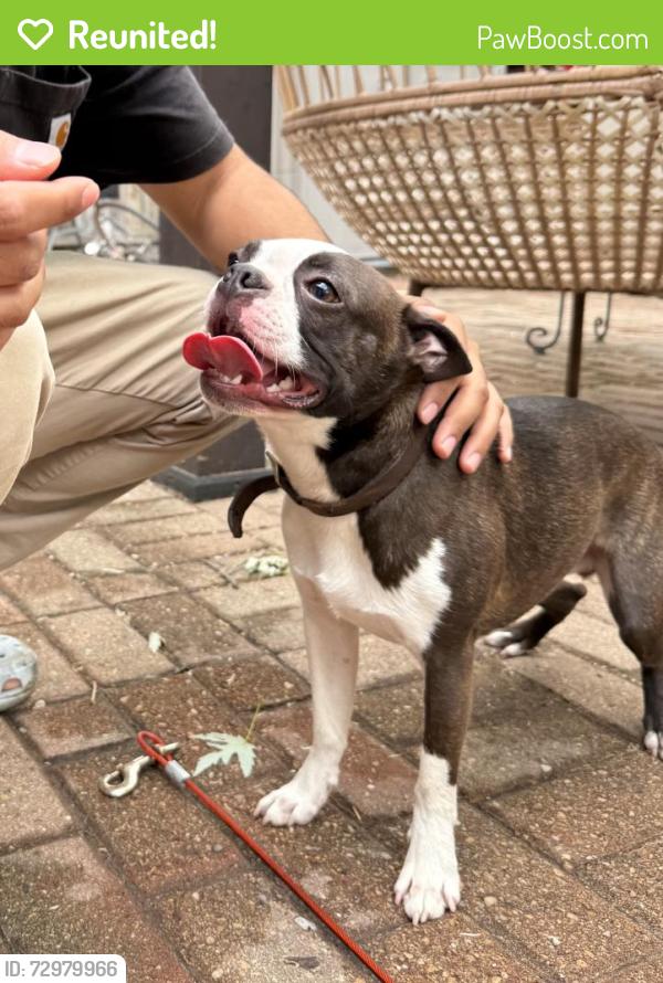 Reunited Male Dog last seen Kingsbury Dr, Hanover Park, Hanover Park, IL 60133