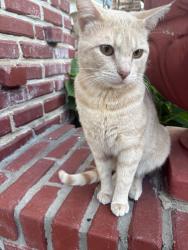 Lost Male Cat last seen  West Park Place 73106, Oklahoma City, OK 73106