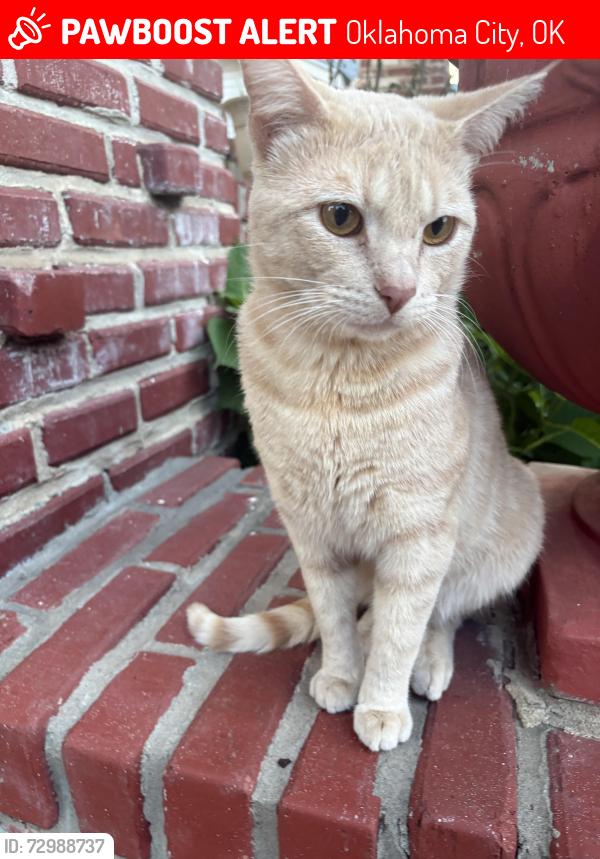 Lost Male Cat last seen  West Park Place 73106, Oklahoma City, OK 73106