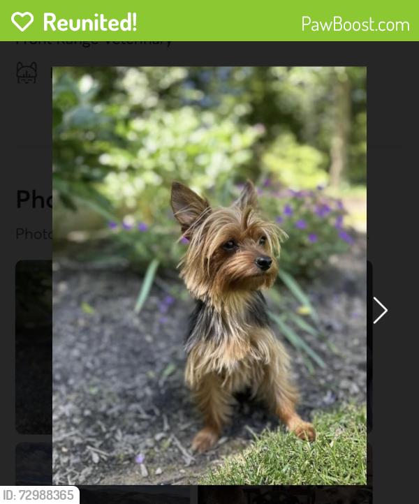 Reunited Female Dog last seen Stover and Drake , Fort Collins, CO 80525