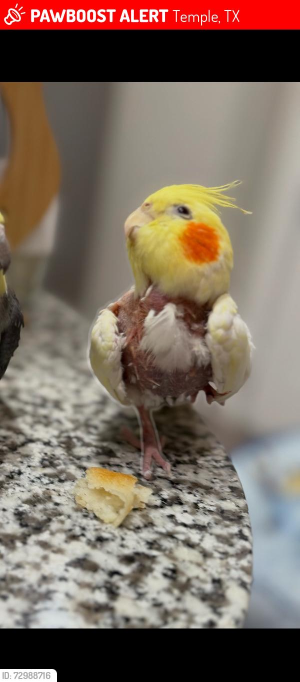 Lost Unknown Bird last seen It's near Belton, in Temple 76502., Temple, TX 76502