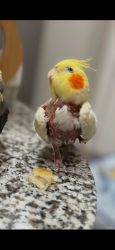 Lost Unknown Bird last seen It's near Belton, in Temple 76502., Temple, TX 76502
