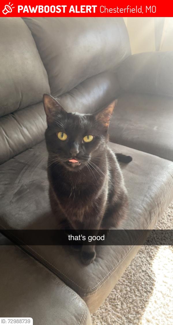 Lost Female Cat last seen Near Rialto Dr, Chesterfield, MO 63017