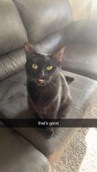 Lost Female Cat last seen Near Rialto Dr, Chesterfield, MO 63017