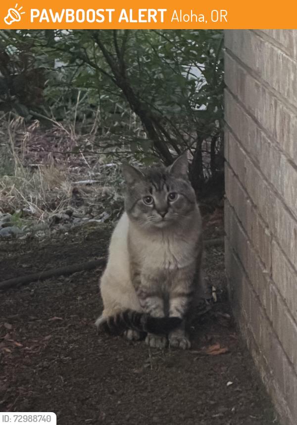 Found/Stray Unknown Cat last seen SW Winterfield Lane & SW 212th Court, Aloha, OR 97003