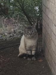 Found/Stray Unknown Cat last seen SW Winterfield Lane & SW 212th Court, Aloha, OR 97003