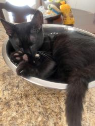 Lost Male Cat last seen Pennsylvania Ave , Shreveport, LA 71105