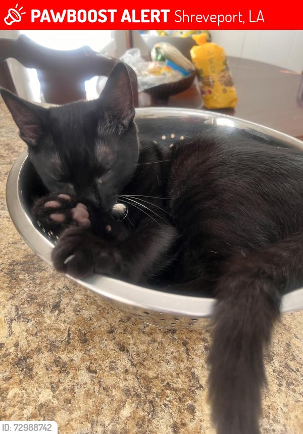 Lost Male Cat last seen Pennsylvania Ave , Shreveport, LA 71105