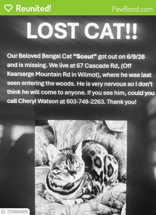 Reunited Male Cat last seen Near cascade rd in Wilmot off kearsarge mountain rd , Wilmot, NH 03287