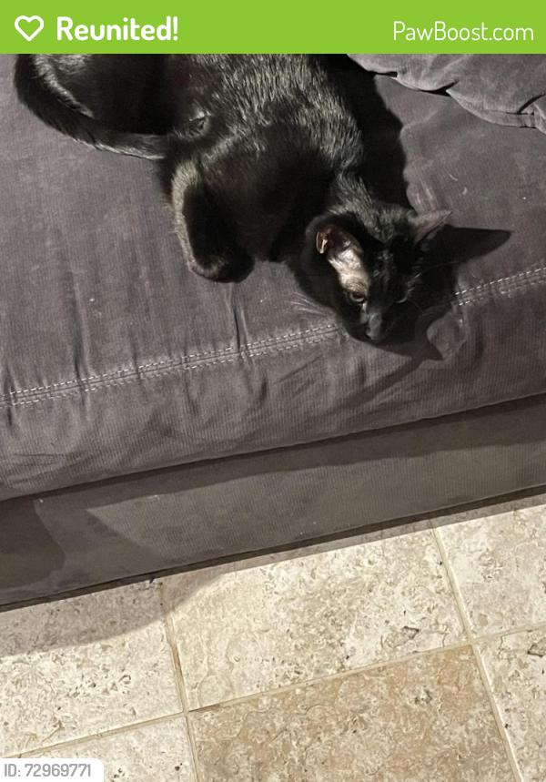 Reunited Female Cat last seen Littleton High School, Centennial, CO 80121