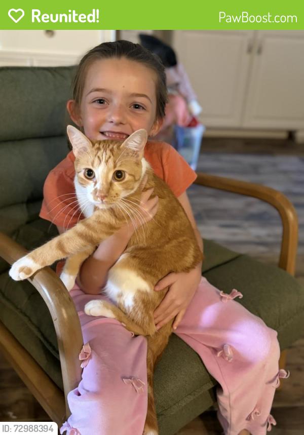 Reunited Male Cat last seen Brewster, College Station, TX 77845